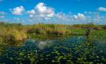 Everglades Disappearing
