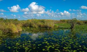 Everglades Disappearing