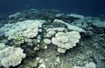 Worldwide Coral Bleaching Event