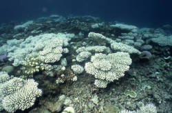 Worldwide Coral Bleaching Event