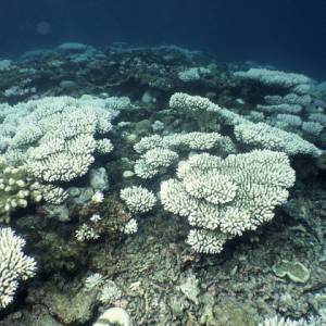 Worldwide Coral Bleaching Event