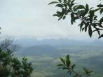 Reforestation, Monte Pascoal-pau Brazil Ecological Corridor 
