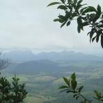 Reforestation, Monte Pascoal-pau Brazil Ecological Corridor 