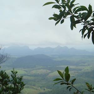 Reforestation, Monte Pascoal-pau Brazil Ecological Corridor