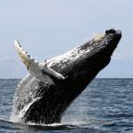 Species Recovery, Humpback Whales