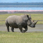 Back From The Brink, Southern White Rhino