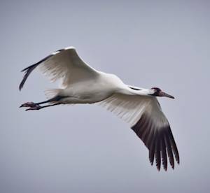 Back From The Brink, Whooping Crane