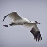 Back From The Brink, Whooping Crane