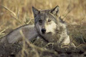 Recovery of the Gray Wolf