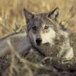Species Recovery, Gray Wolf