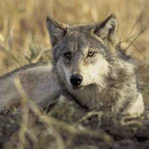Recovery of the Gray Wolf