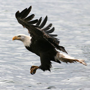 Species Recovery, Bald Eagle