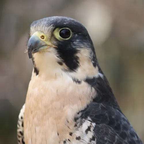 What is missing? | Species Recovery, Peregrine Falcon