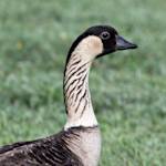 Back From The Brink, Hawaiian Goose (nene)