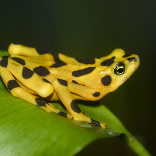 What is missing? | Extinct In The Wild, Panamanian Golden Frog