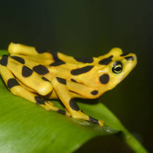 Extinct In The Wild, Panamanian Golden Frog
