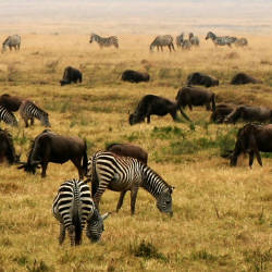 Gombe Stream National Park Established