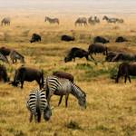 Africa Conservation Timeline