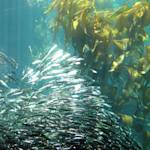 Species Collapse, Peruvian Anchovy