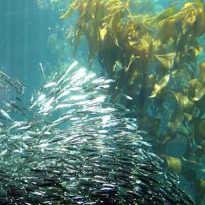 Species Collapse, Peruvian Anchovy