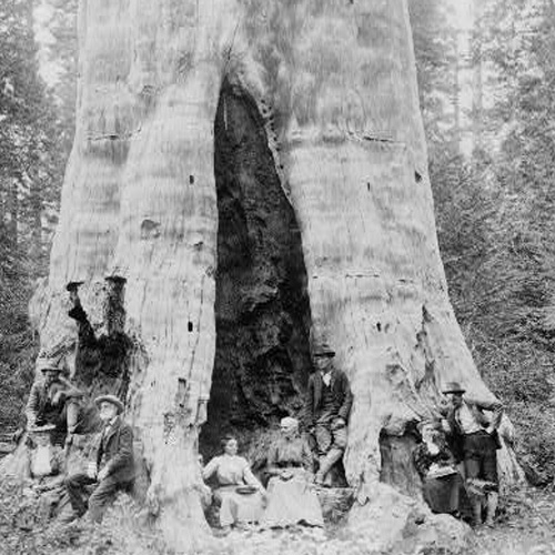 What is missing? Habitat Loss, Chopping The “Mother Of The Forest”