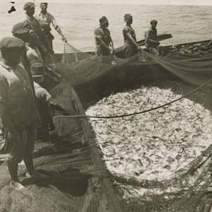 Species Collapse, Menhaden