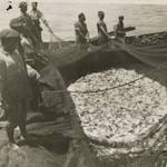 Species Collapse, Menhaden