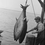 Species Collapse, Tuna