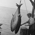 Species Collapse, Tuna