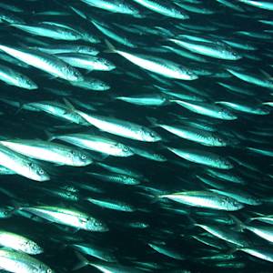 Species Collapse, Jack Mackerel