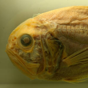 Species Collapse, Orange Roughy