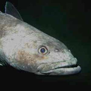 Species Collapse, Chilean Sea Bass