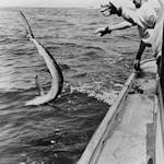 Species Collapse, Swordfish