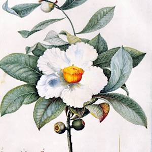 Extinct In The Wild, Franklin Tree