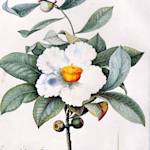 Extinct In The Wild, Franklin Tree