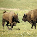 Back From The Brink, European Bison