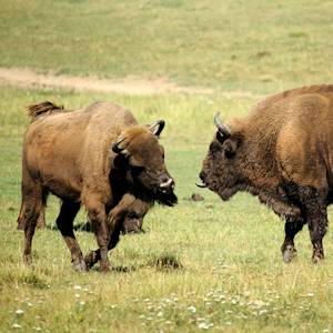 Back From The Brink, European Bison