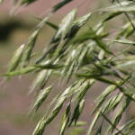 Extinct In The Wild, Bromus Bromoideus