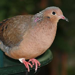 Extinct In The Wild, Socorro Dove
