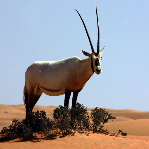 What is missing? | Species Recovery, Arabian Oryx