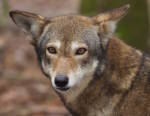 Back From The Brink, Red Wolf