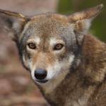 Back From The Brink, Red Wolf
