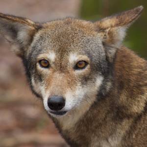 Back From The Brink, Red Wolf