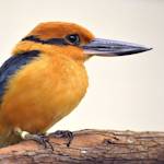 Extinct In The Wild, Micronesian Kingfisher