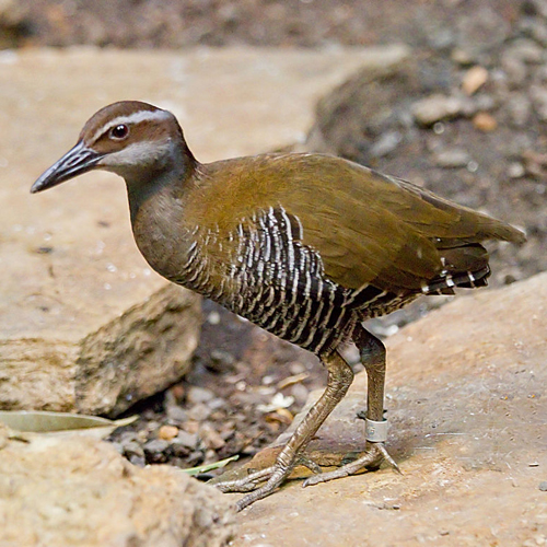 What is missing? | Extinct In The Wild, Guam Rail