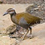 Extinct In The Wild, Guam Rail
