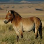 Back From The Brink, Takhi (przewalski’s Horse)