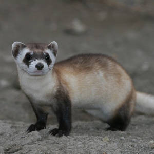 Back From The Brink, Black-footed Ferret 