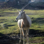 Extinct In The Wild, Scimitar Oryx