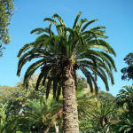 Extinct In The Wild, Wood's Cycad